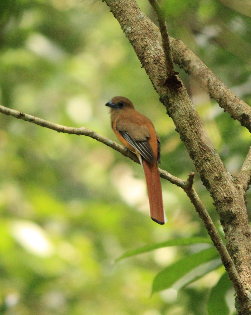 Malabar Trogon - ML643590239