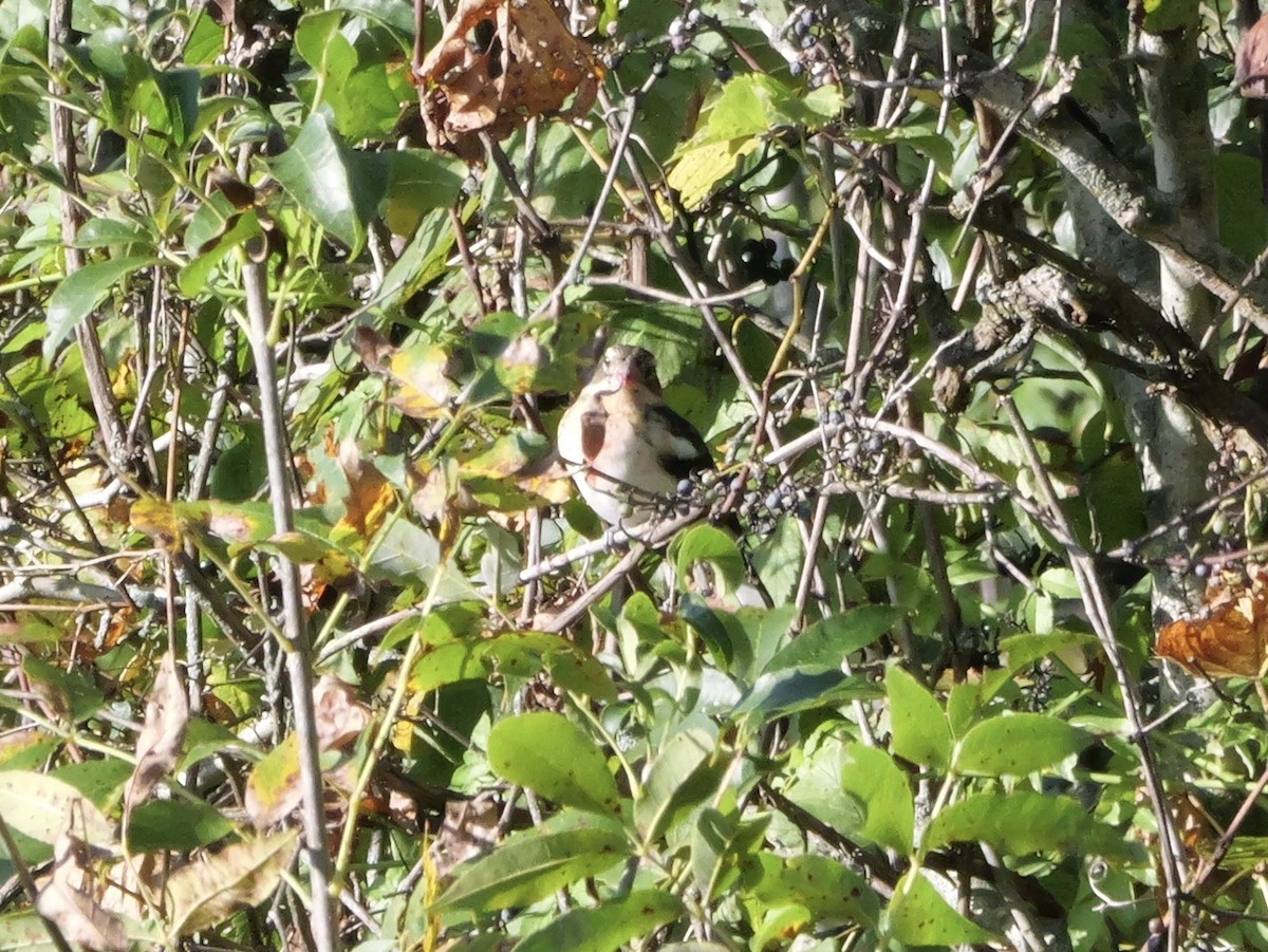 Rose-breasted Grosbeak - ML643590244
