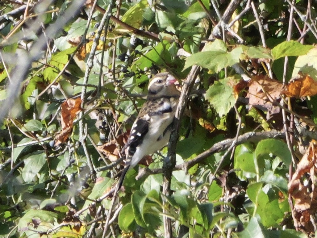 Rose-breasted Grosbeak - ML643590245