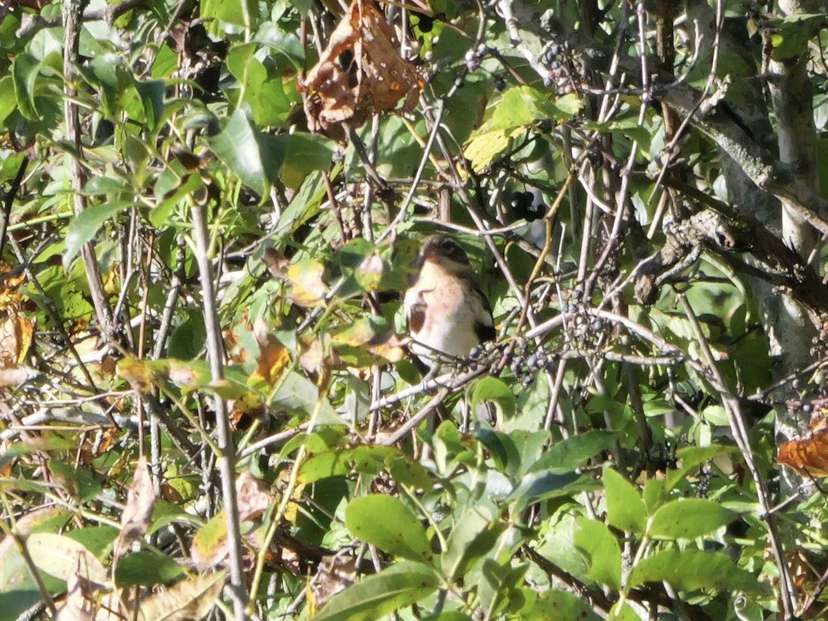 Rose-breasted Grosbeak - ML643590246