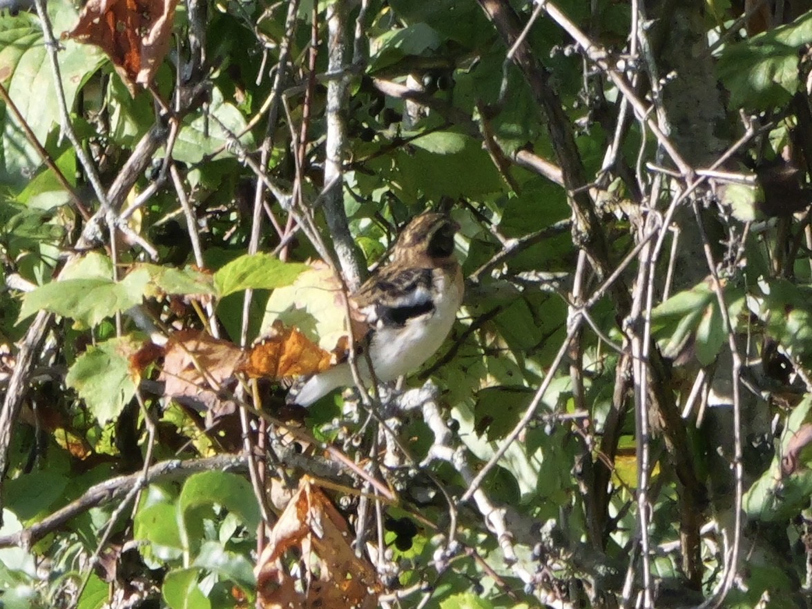 Rose-breasted Grosbeak - ML643590247