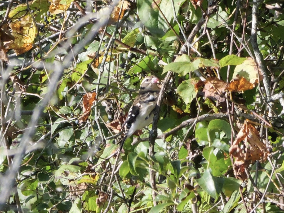 Rose-breasted Grosbeak - ML643590250