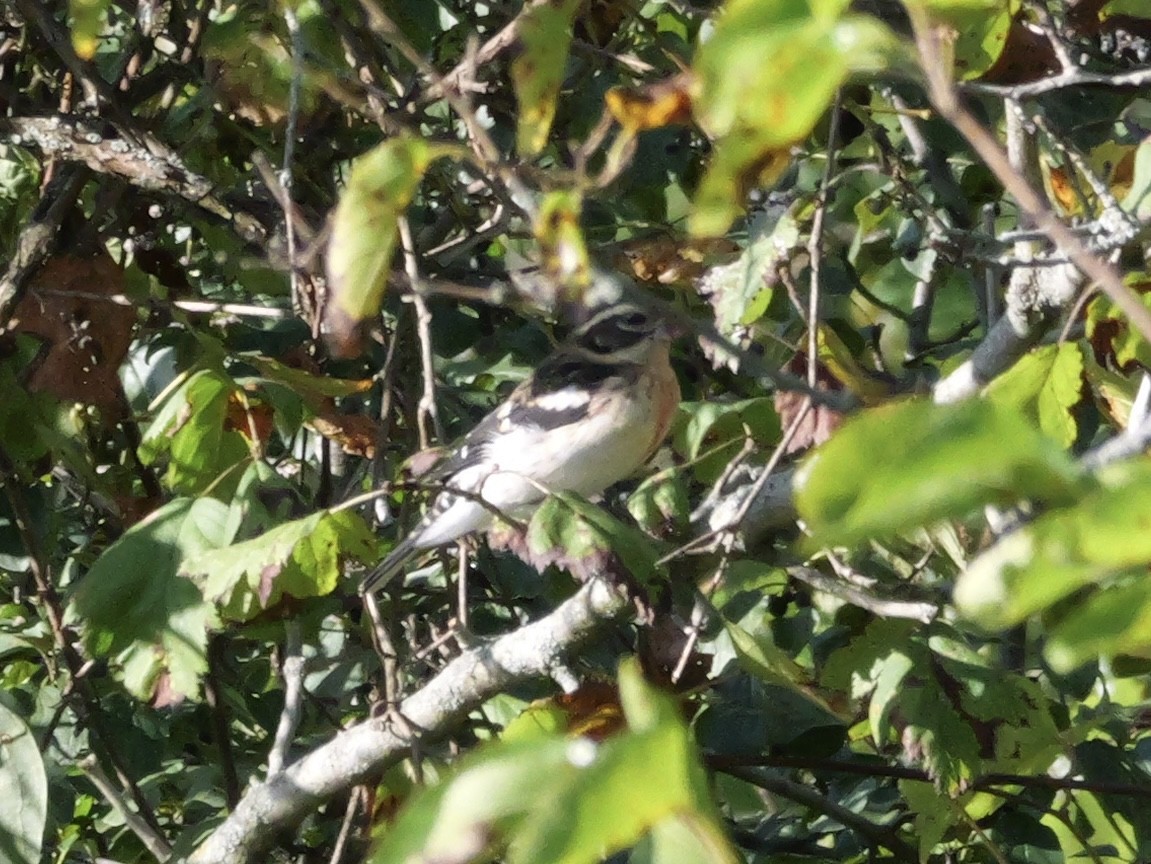 Rose-breasted Grosbeak - ML643590251