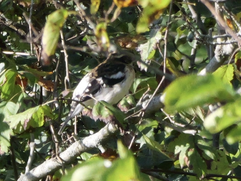 Rose-breasted Grosbeak - ML643590252