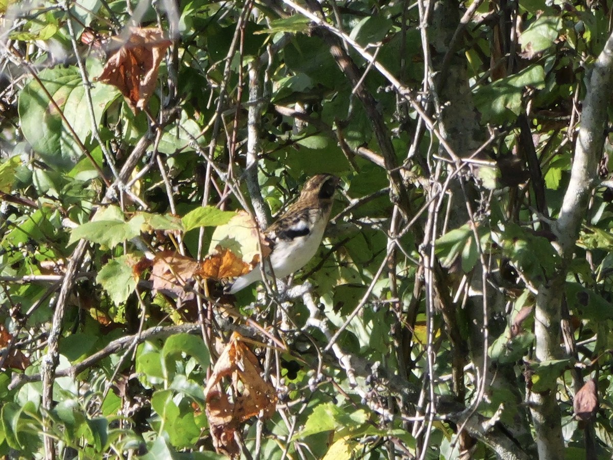 Rose-breasted Grosbeak - ML643590253