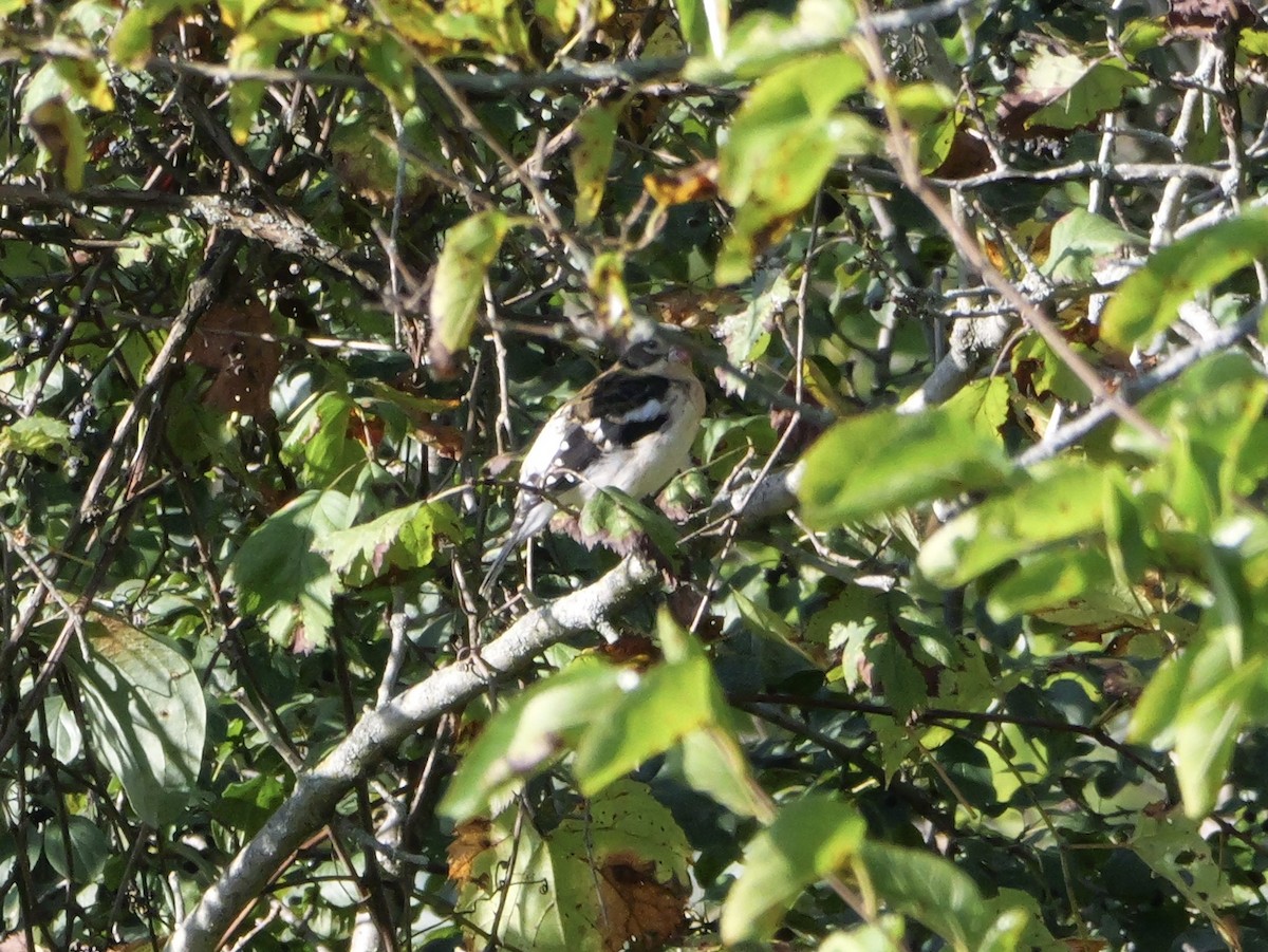 Rose-breasted Grosbeak - ML643590254