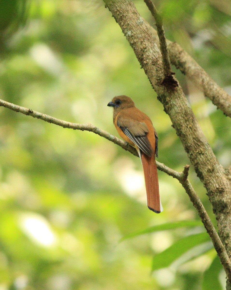 Malabar Trogon - ML643590256