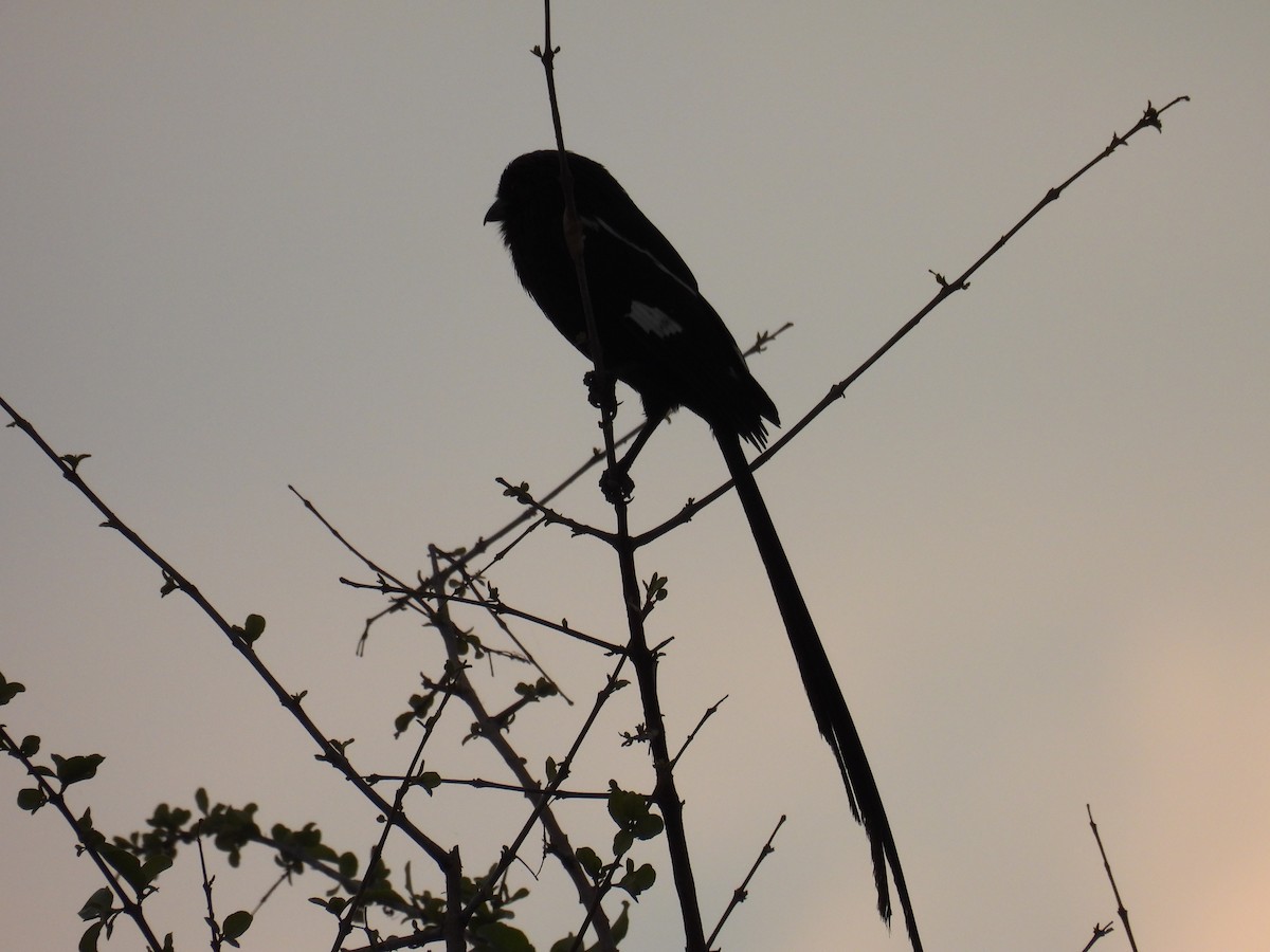 Magpie Shrike - ML643590262