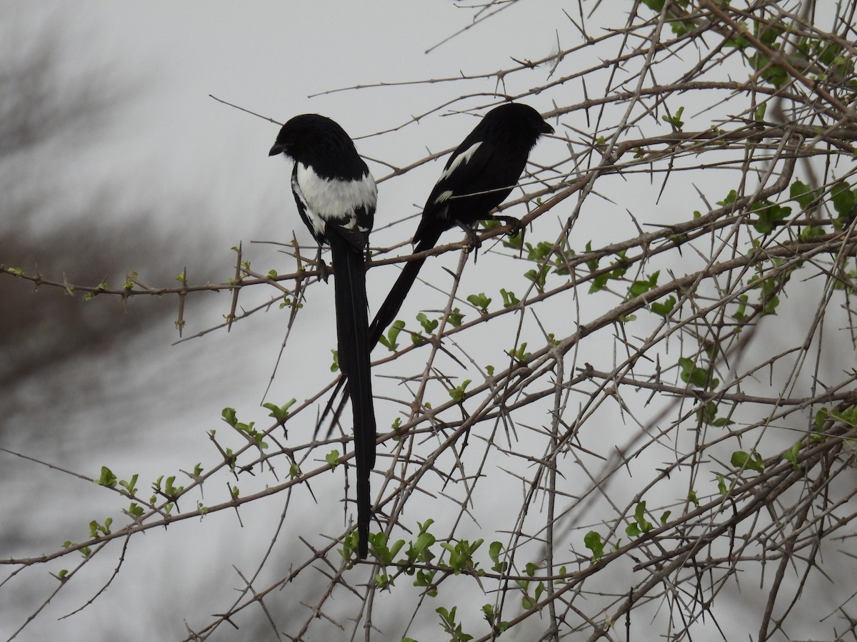 Magpie Shrike - ML643590263