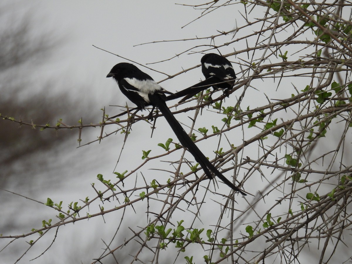 Magpie Shrike - ML643590265