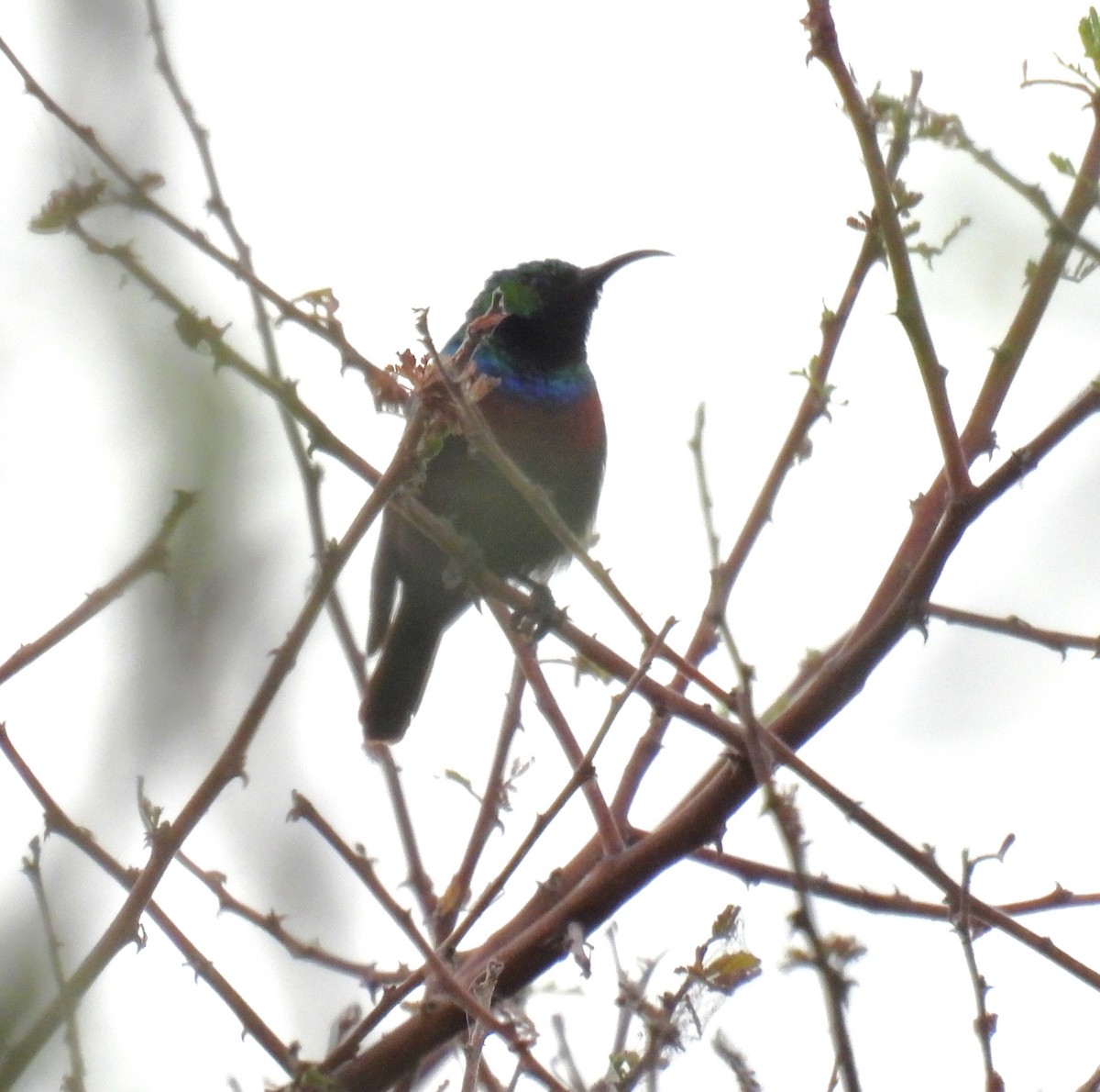 Marico Sunbird - ML643590282