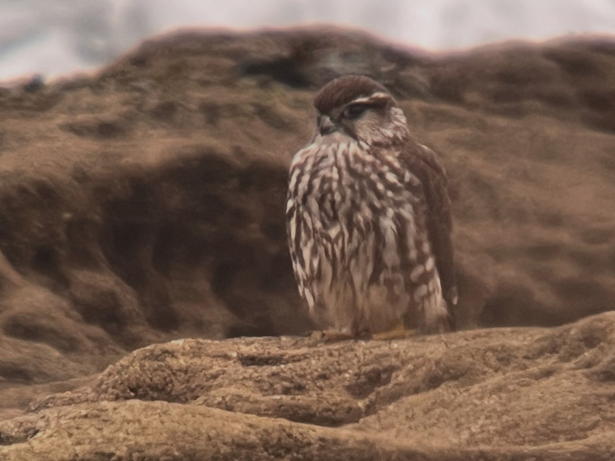 Merlin - ML643590286