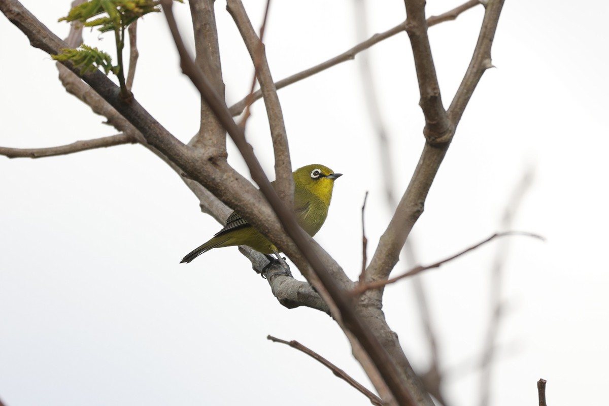 Cape White-eye - ML643590295