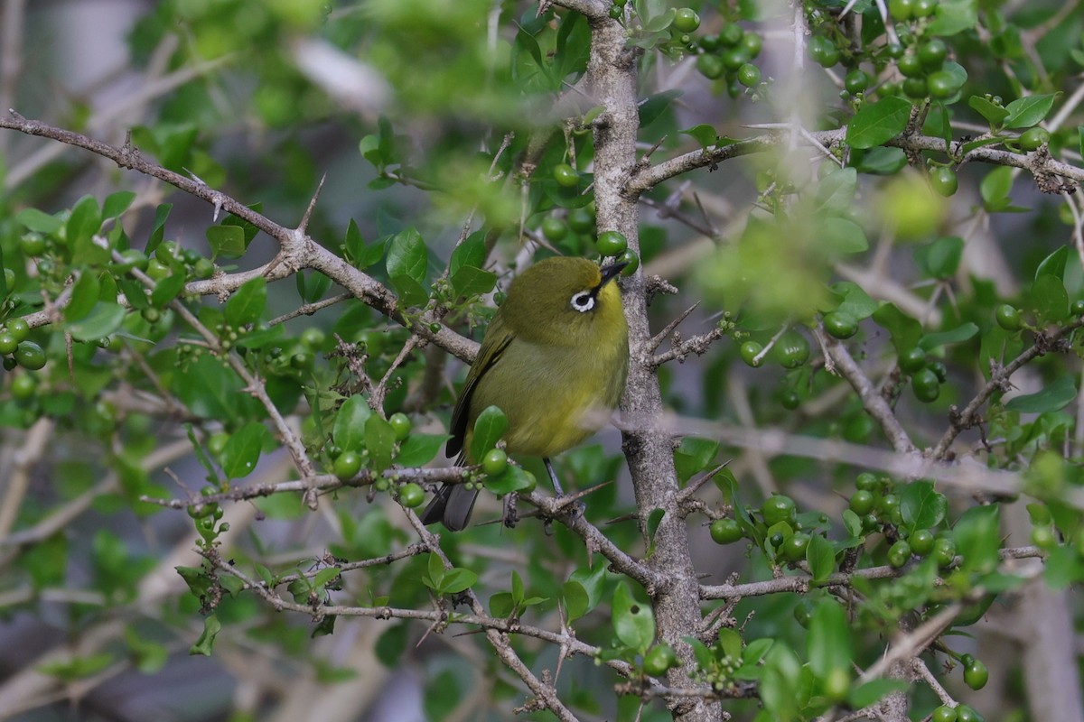 Cape White-eye - ML643590296