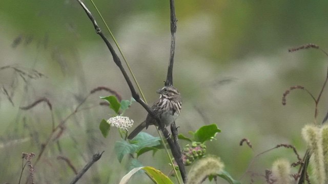 Song Sparrow - ML643590308