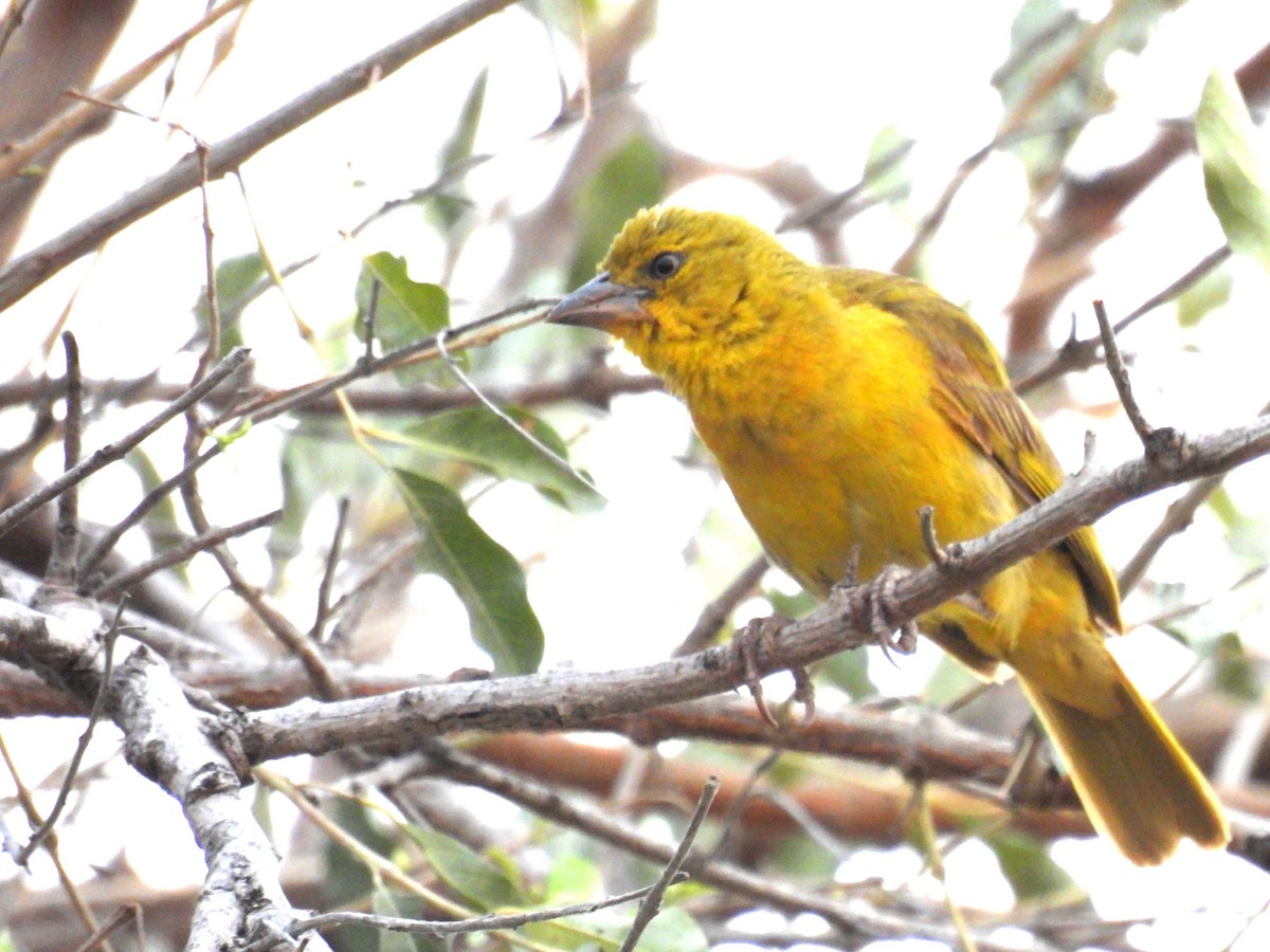 Holub's Golden-Weaver - ML643590311