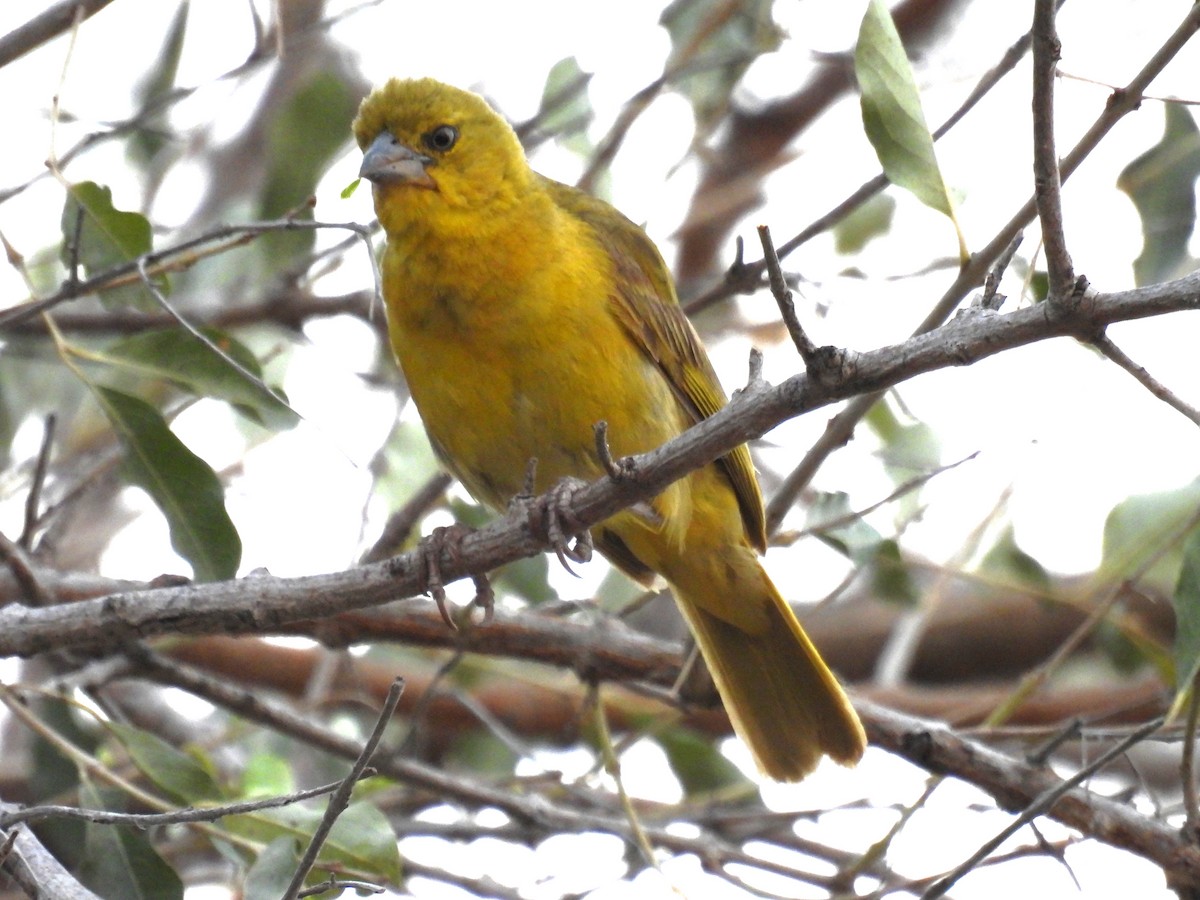Holub's Golden-Weaver - ML643590312