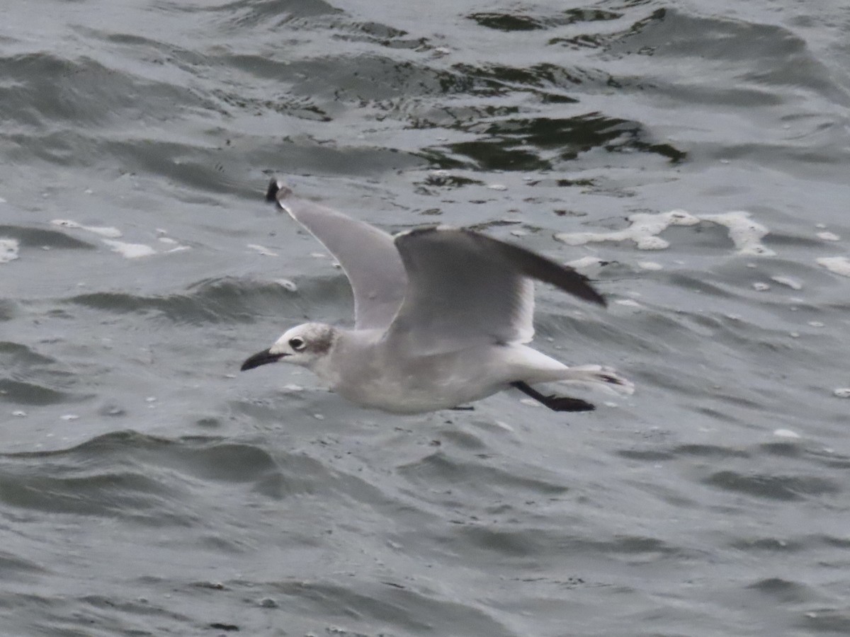 Laughing Gull - ML643590337