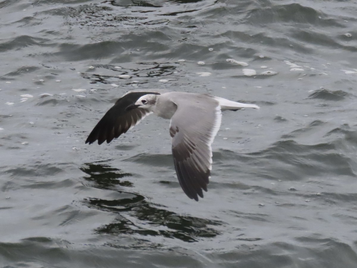 Laughing Gull - ML643590338