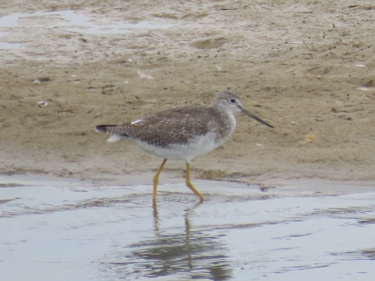 Greater Yellowlegs - ML643590345