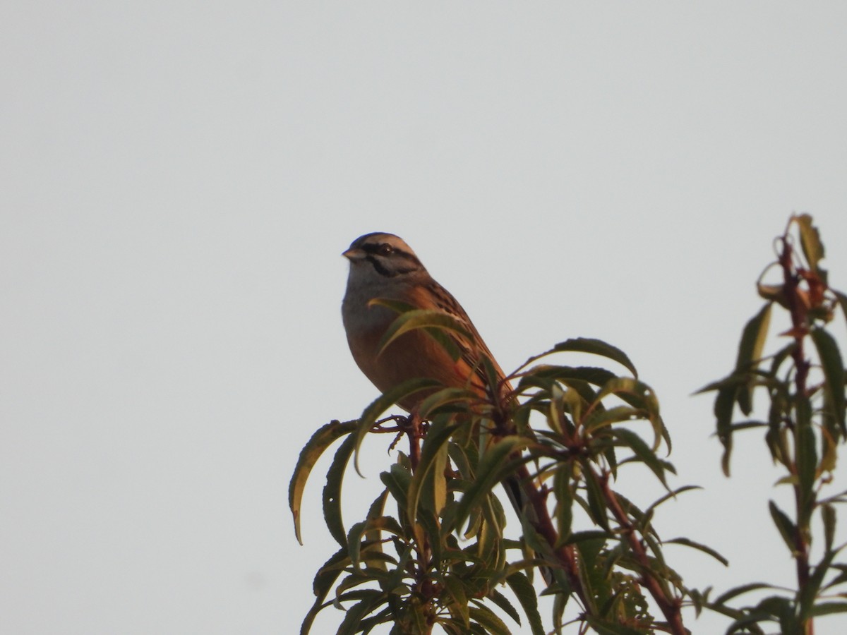 Rock Bunting - ML643590346