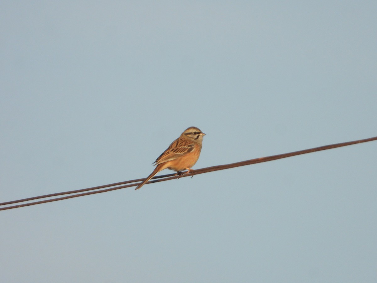 Rock Bunting - ML643590348
