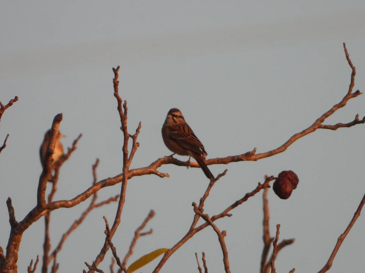 Rock Bunting - ML643590353