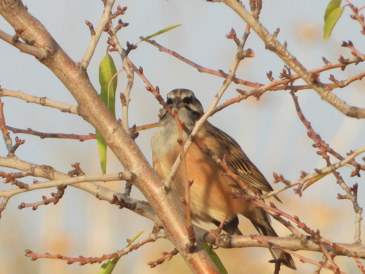 Rock Bunting - ML643590354