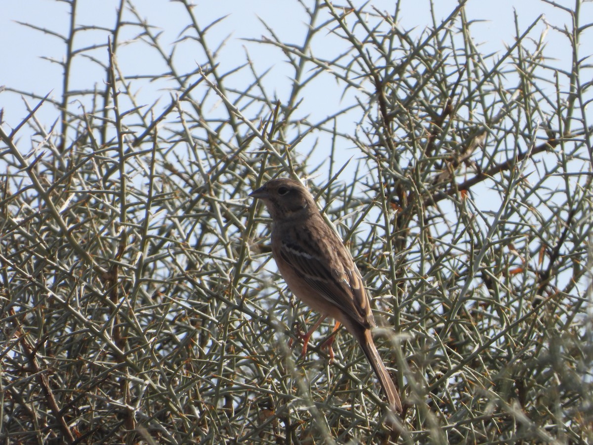 Rock Bunting - ML643590355
