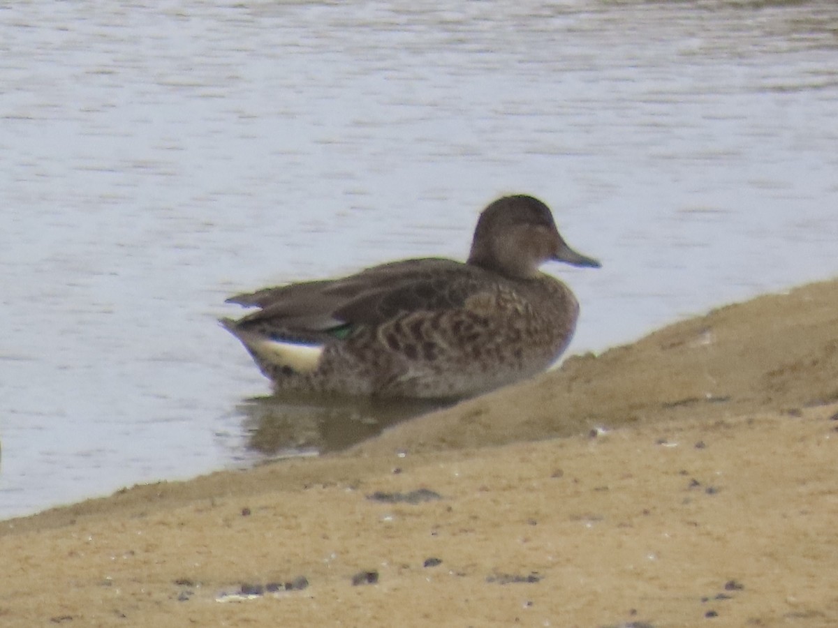 Green-winged Teal (American) - ML643590359