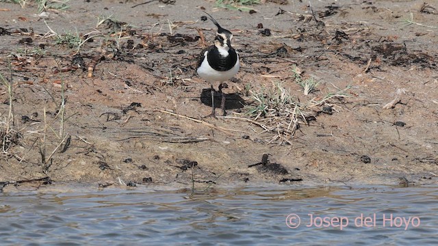 Northern Lapwing - ML643590371