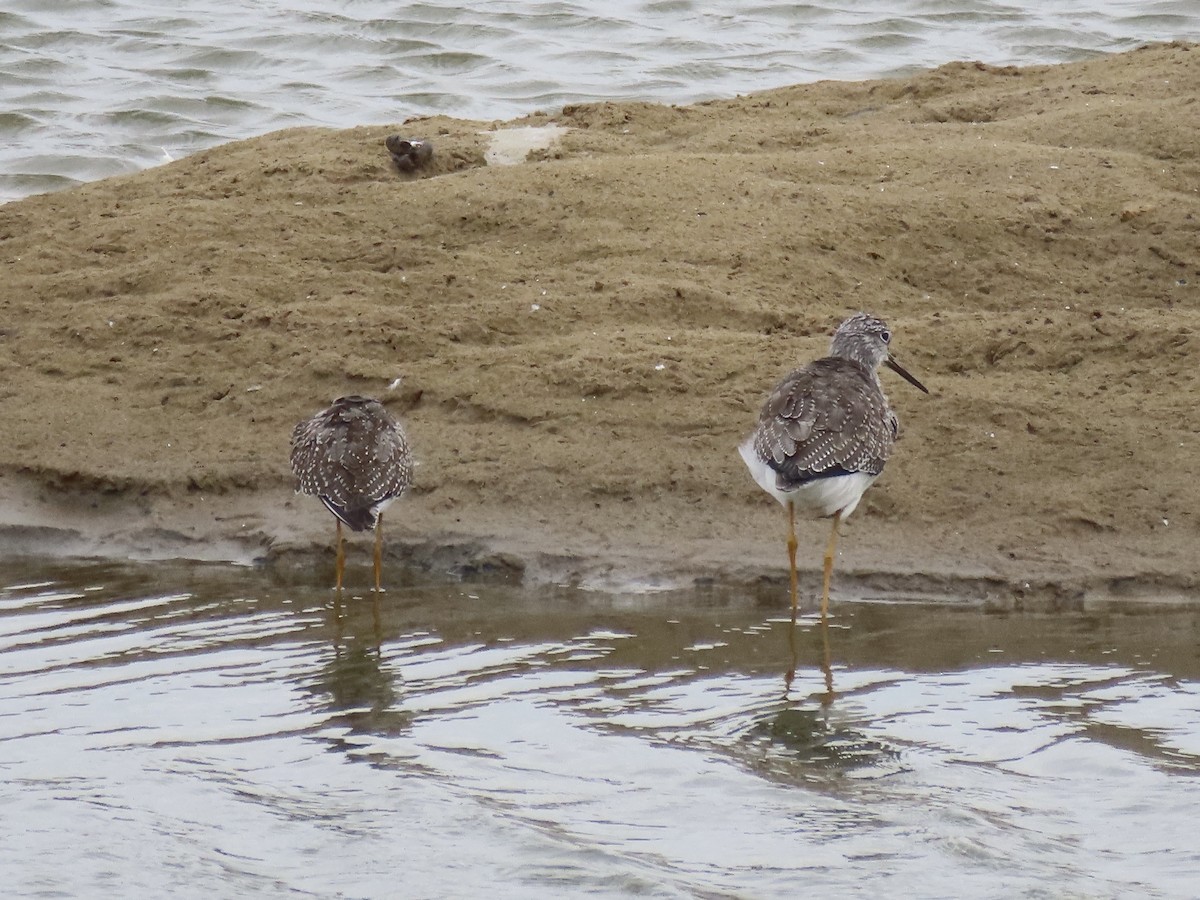 Greater Yellowlegs - ML643590373