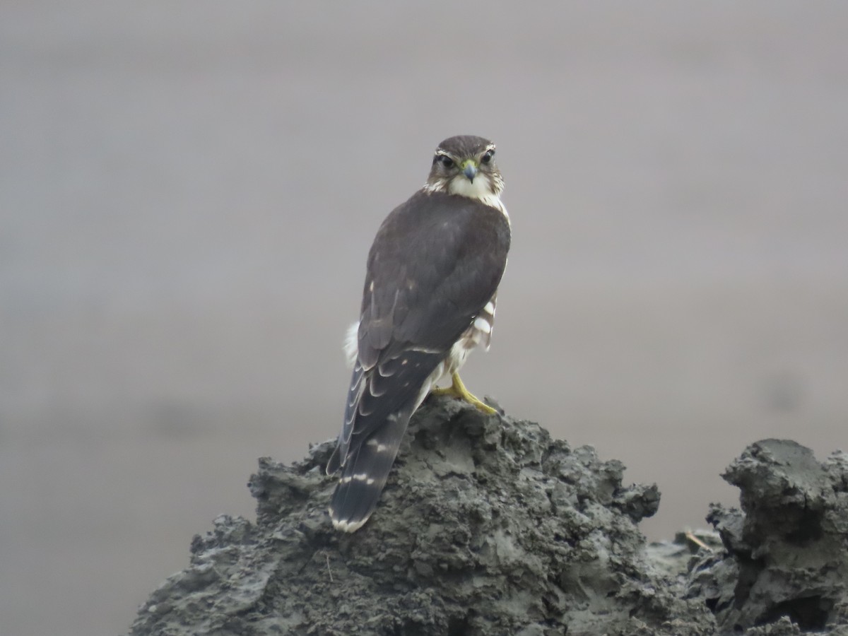 Merlin - ML643590421