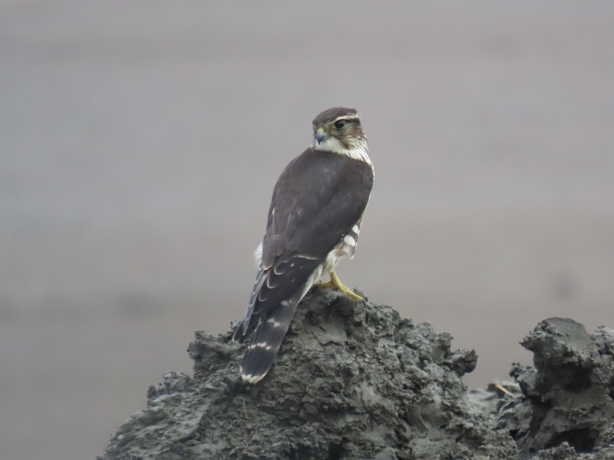 Merlin - ML643590426