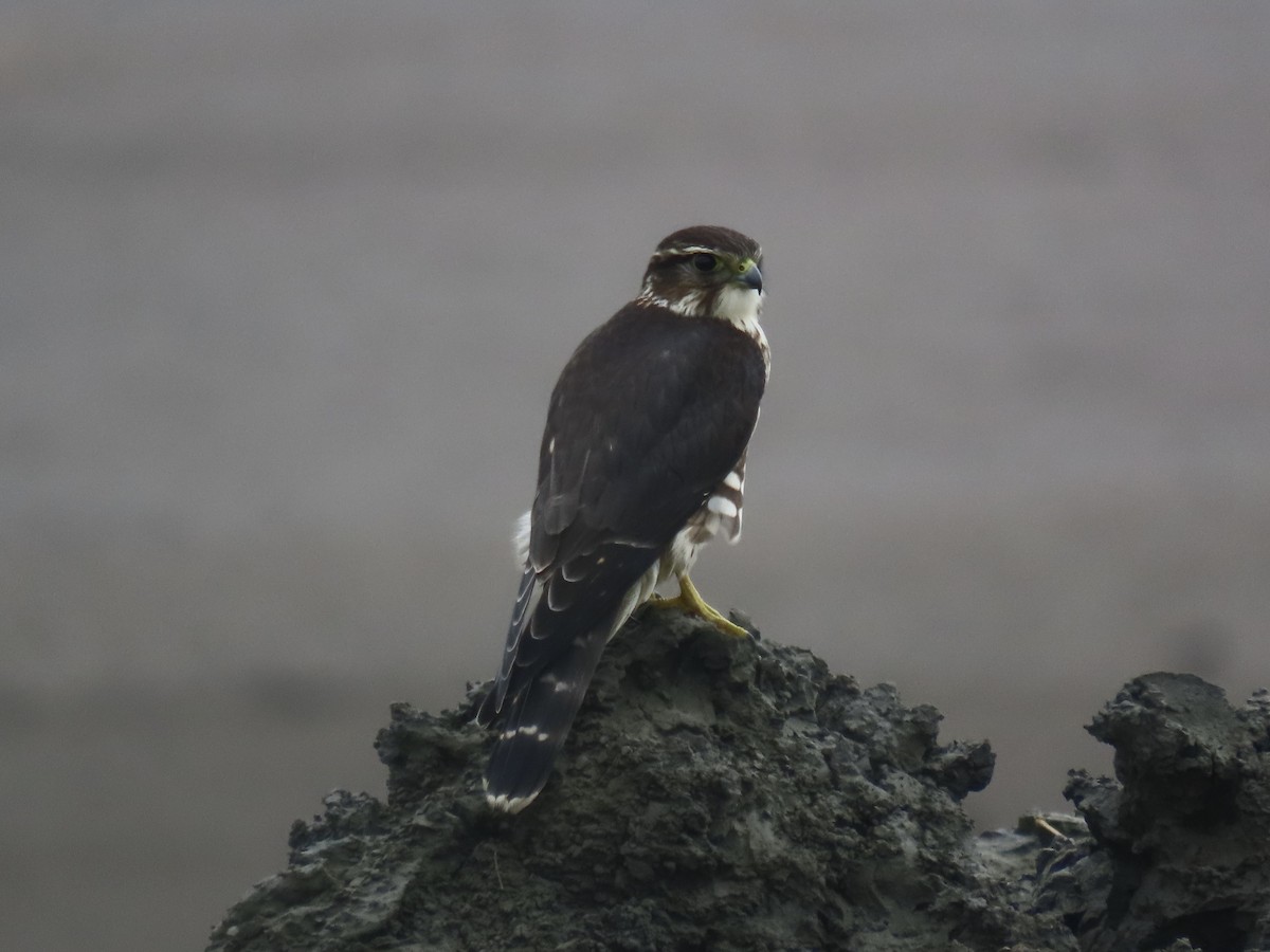 Merlin - ML643590427