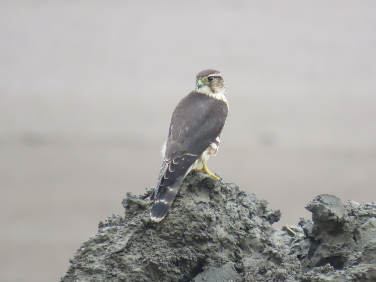 Merlin - ML643590428
