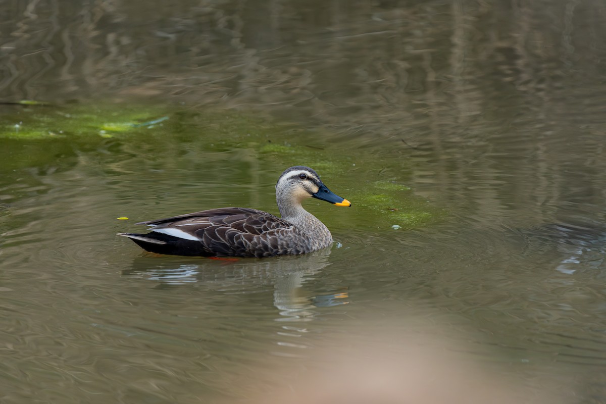 花嘴鴨 - ML643590429