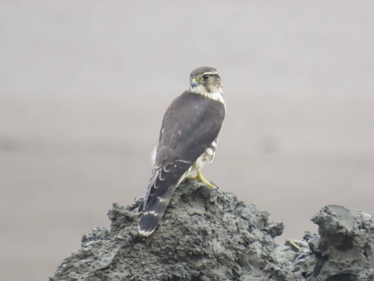 Merlin - ML643590432