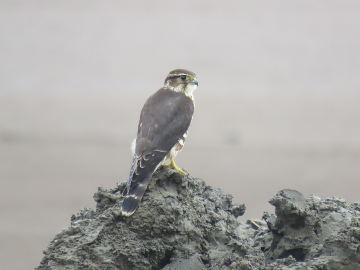 Merlin - ML643590433