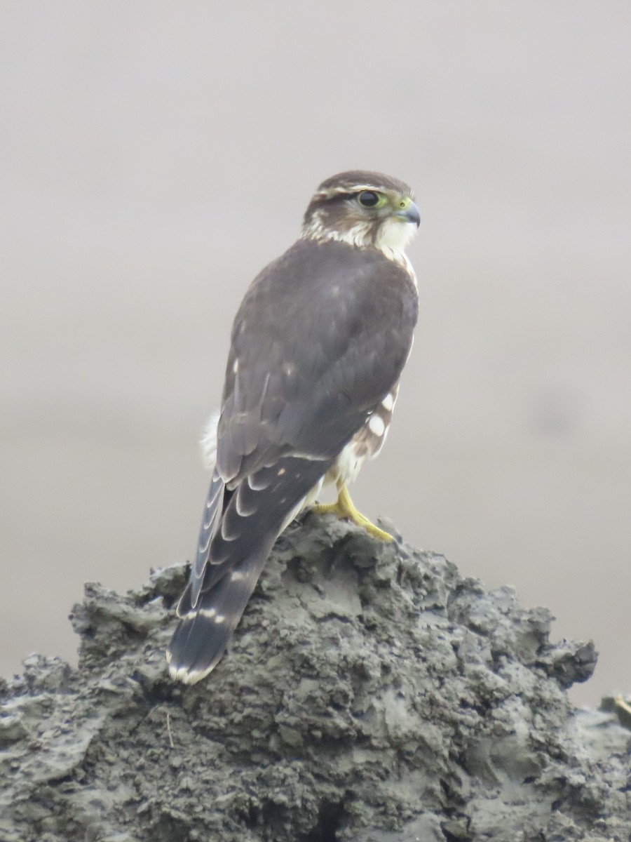 Merlin - ML643590434