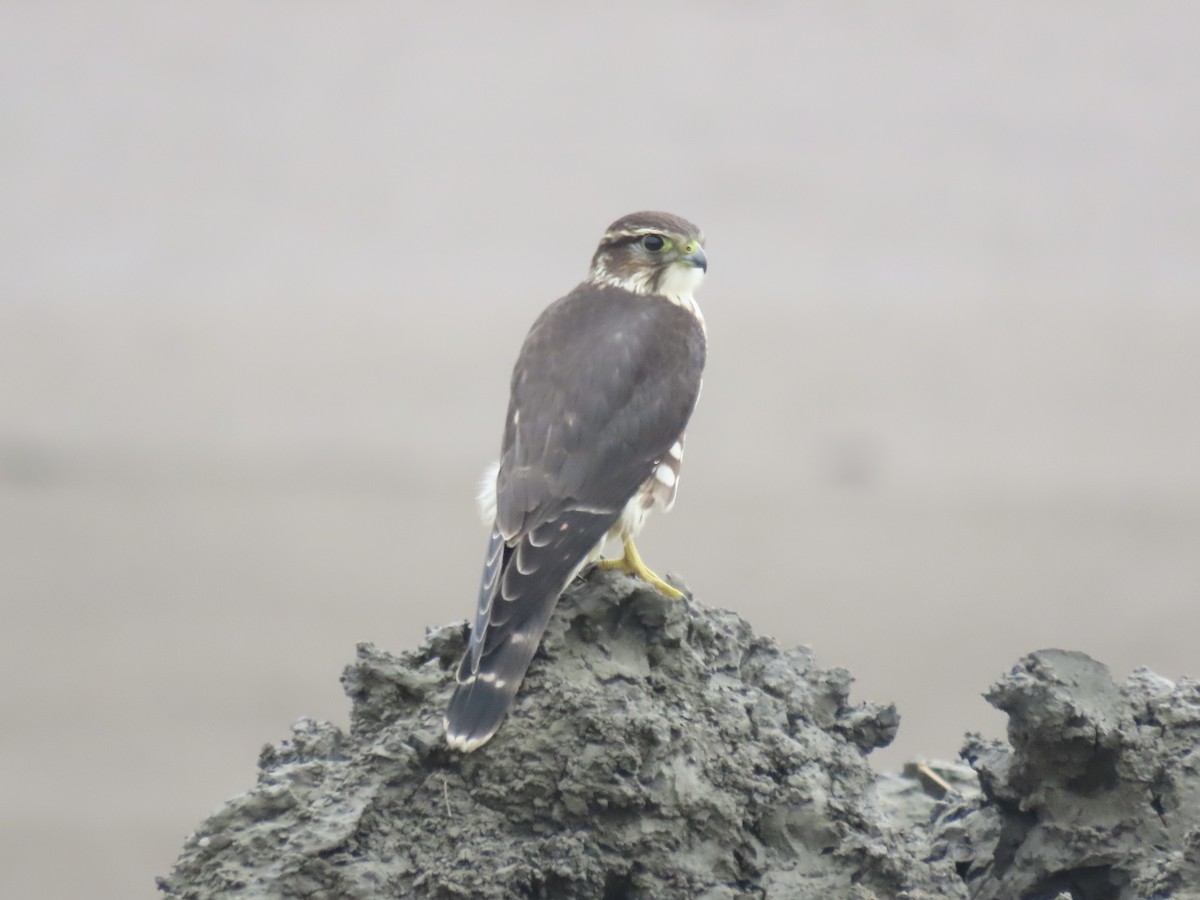 Merlin - ML643590436
