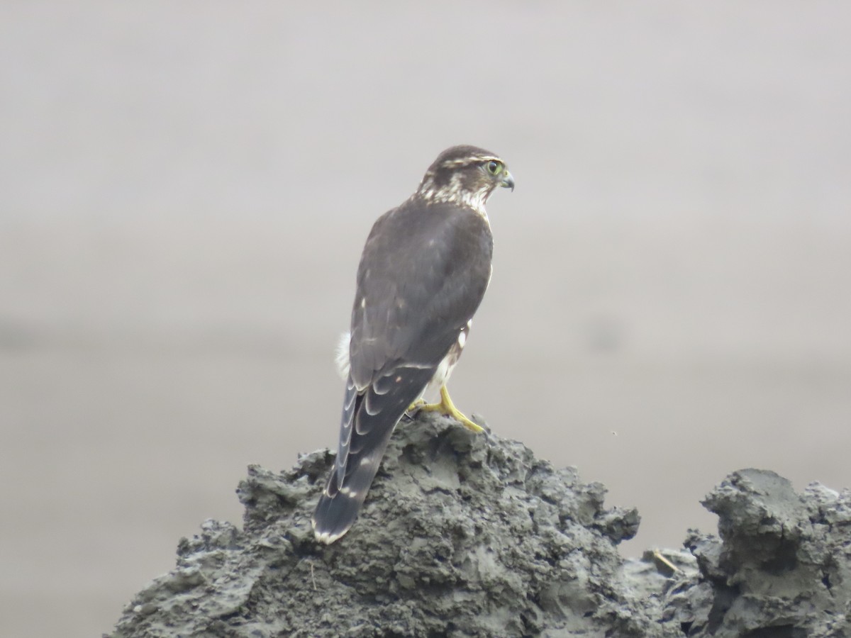 Merlin - ML643590437