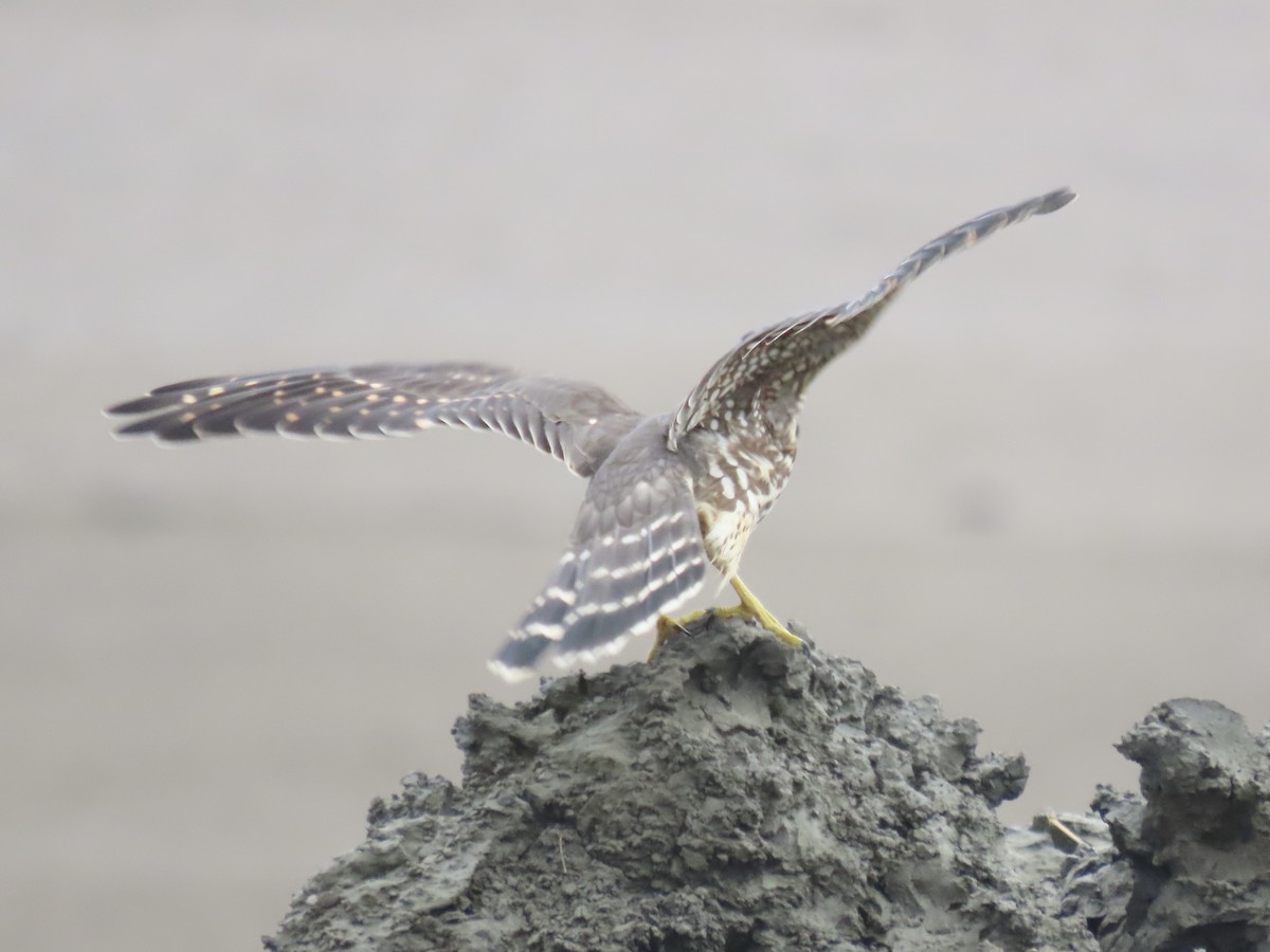 Merlin - ML643590439