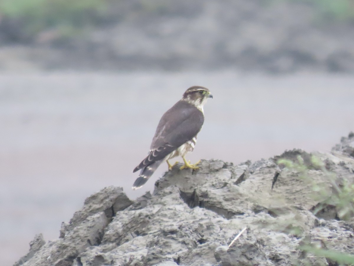 Merlin - ML643590440