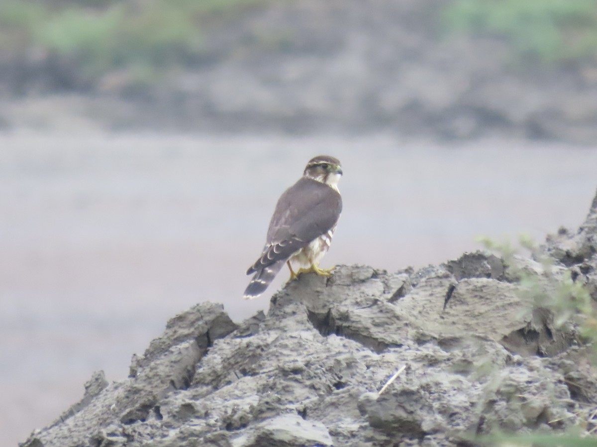 Merlin - ML643590441