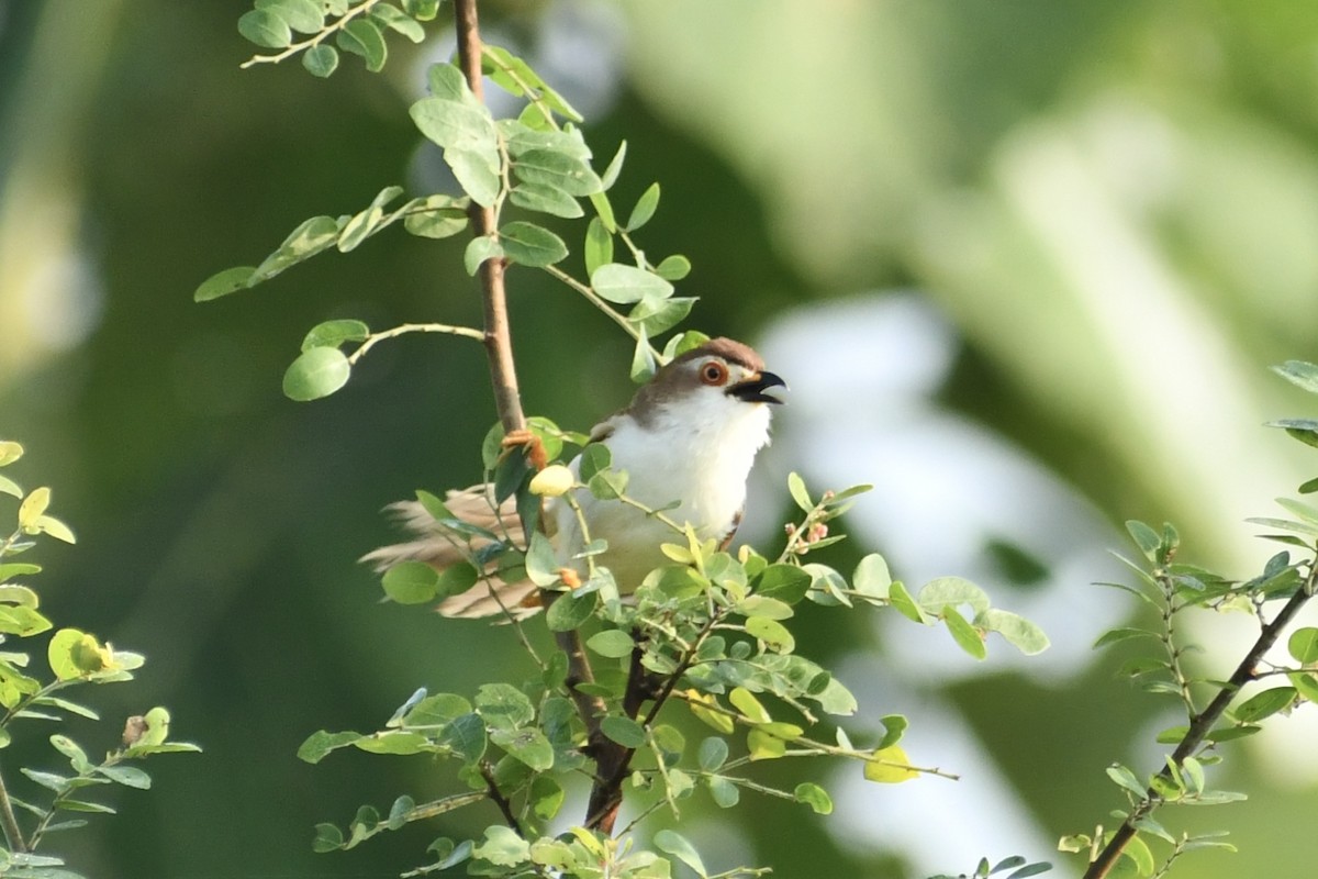 Yellow-eyed Babbler - ML643590444