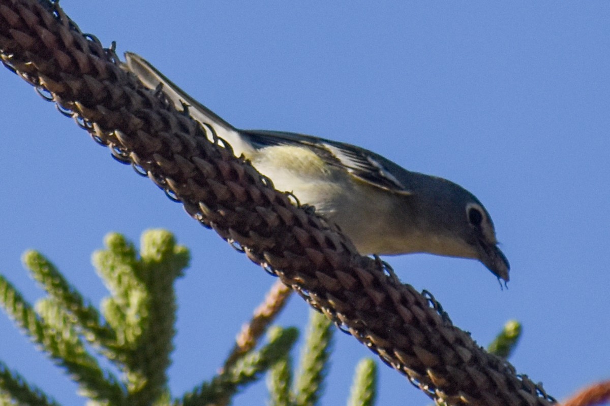 Plumbeous Vireo - ML643590447
