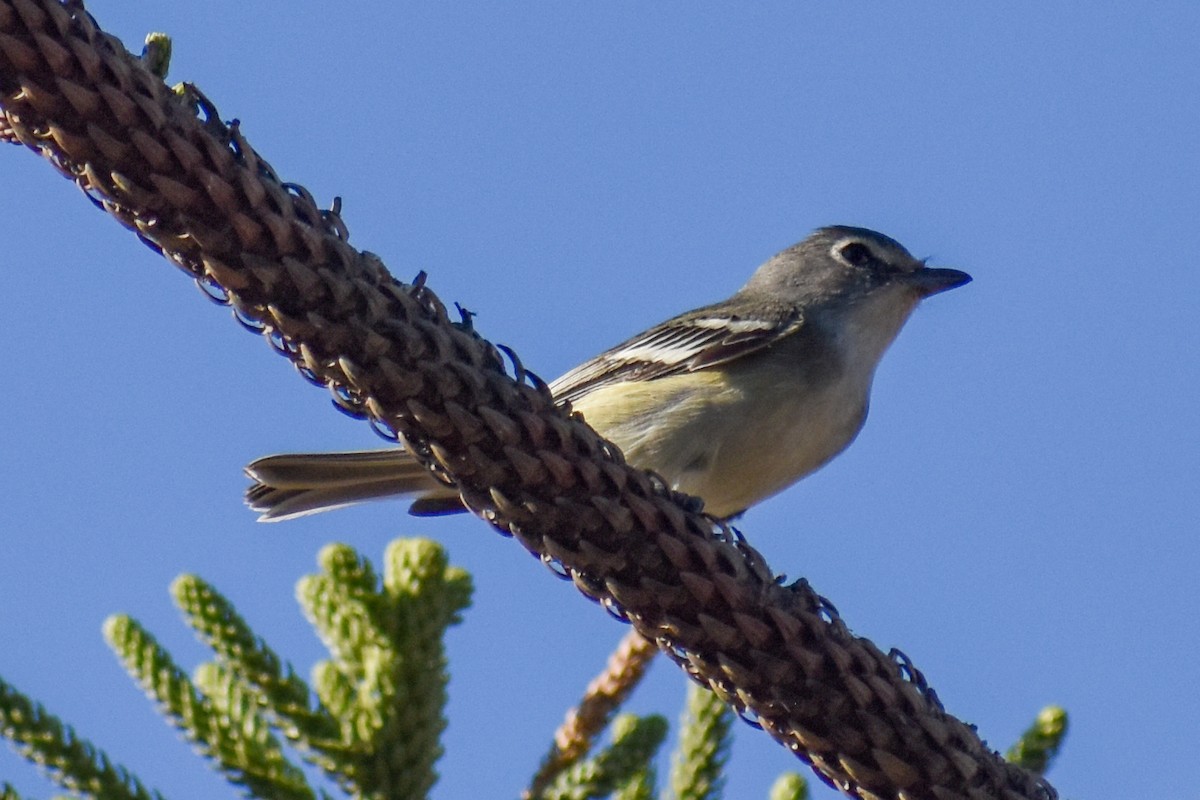 Plumbeous Vireo - ML643590448