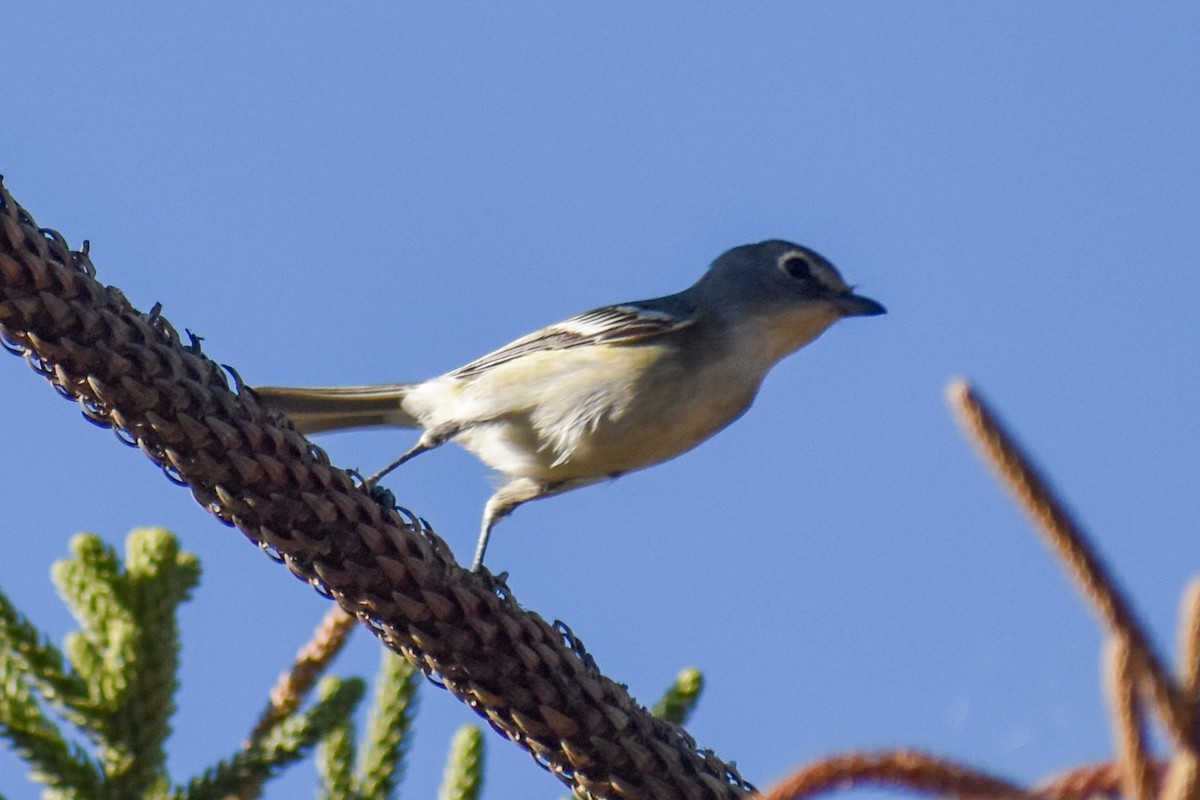 Plumbeous Vireo - ML643590449