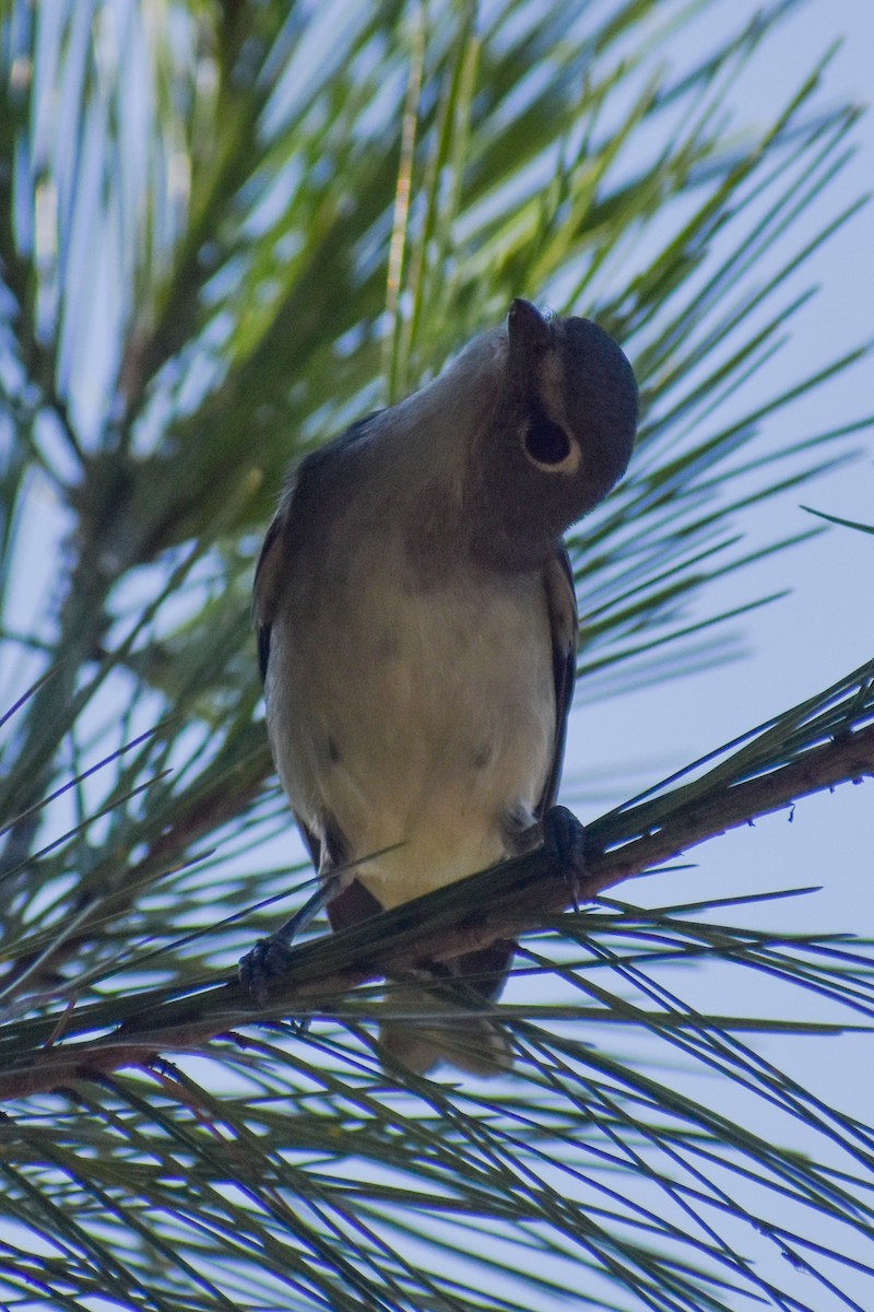 Plumbeous Vireo - ML643590450
